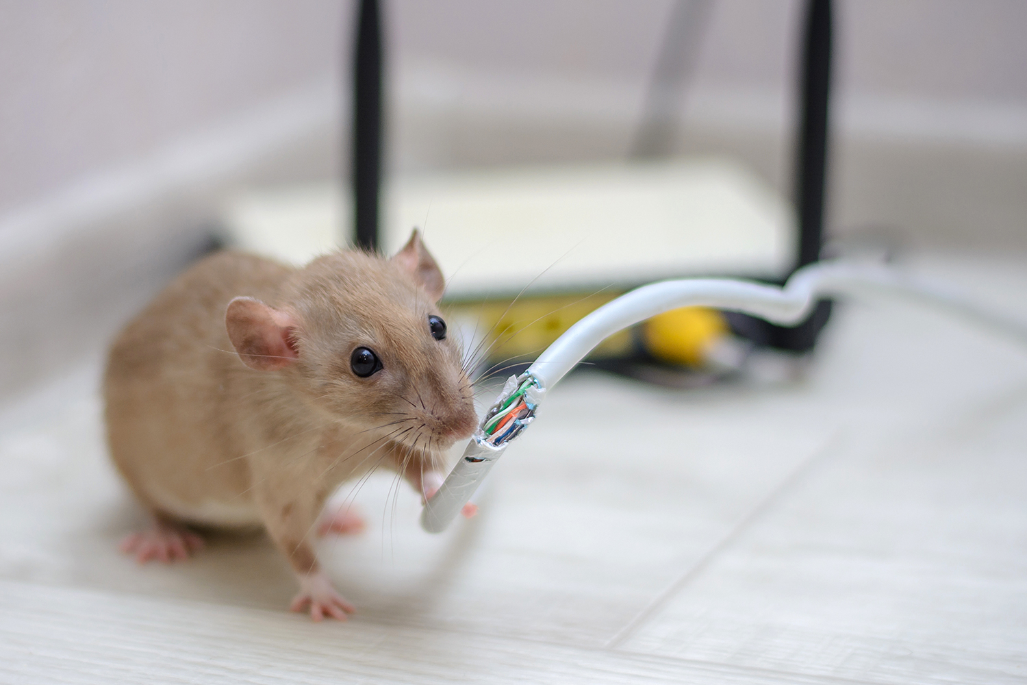 How To Get Rid Of Mice Urdesignmag